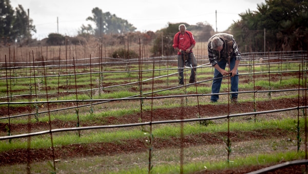 Una olivicoltura moderna in Sardegna: il progetto del Gruppo Operativo “Nuova Olivicoltura”